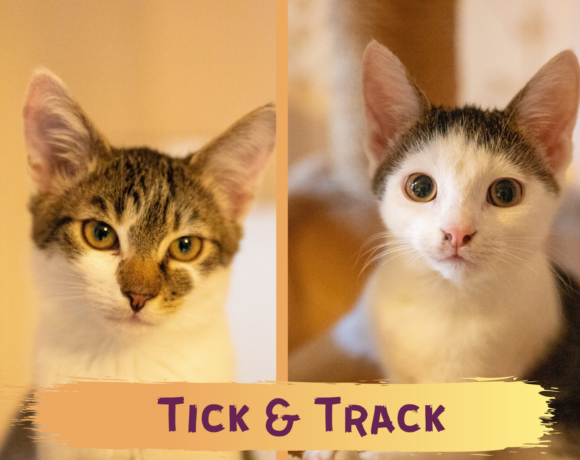 TICK&TRACK- ca. 6 Monate