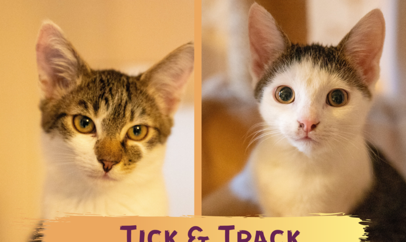 TICK&TRACK- ca. 6 Monate