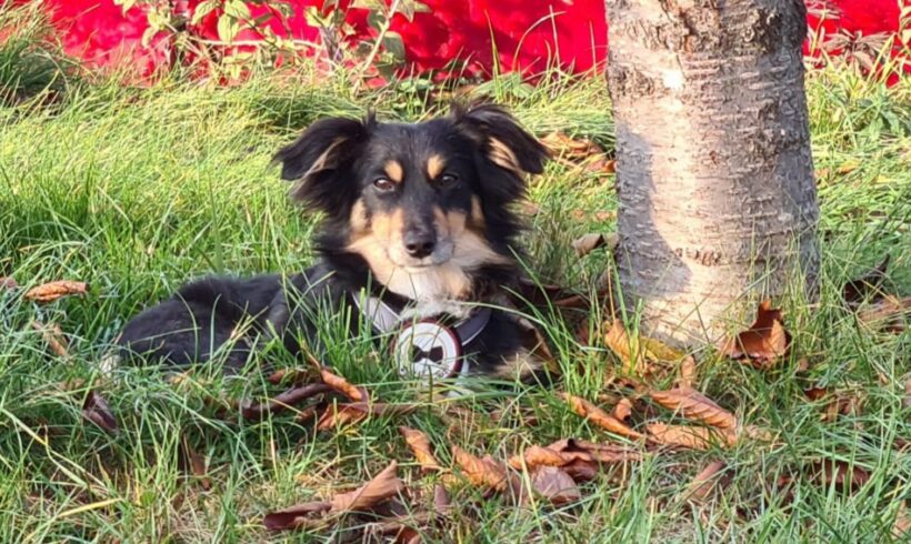 FILOU – ca. 4,5 Jahre