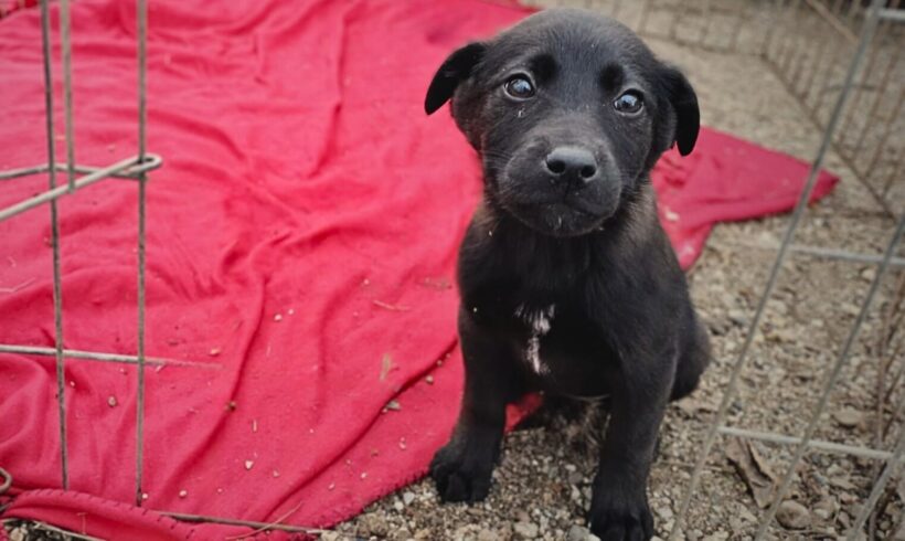 WHITNEY – ca. 2 Monate