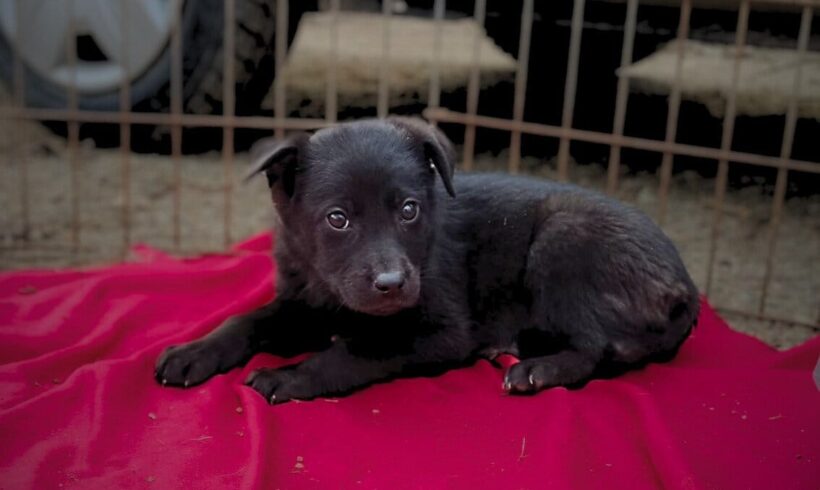 BROWNIE – ca. 2 Monate