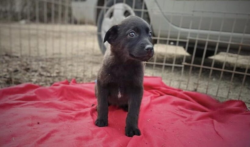 PRINGLES – ca. 2 Monate