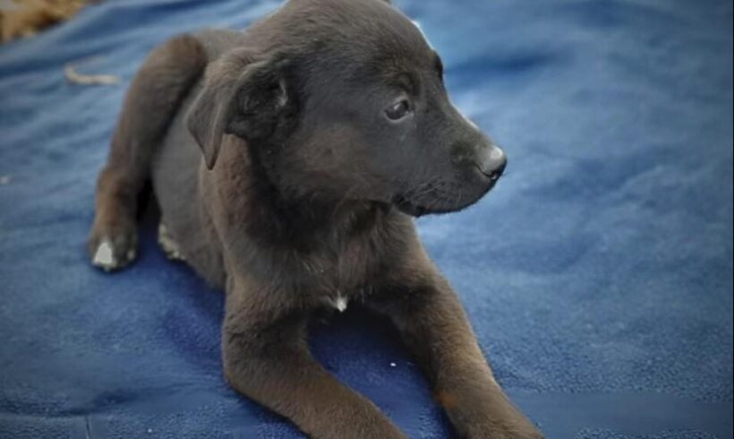 ATTILA – ca. 2 Monate