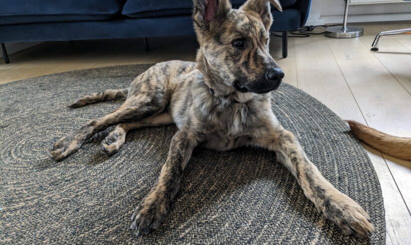 WOODY – ca. 5 Monate