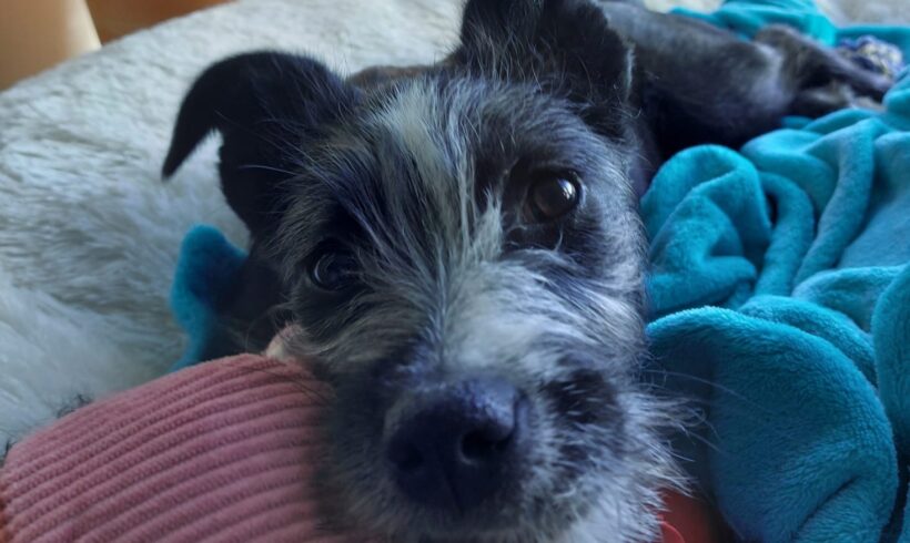 OLIV – ca. 4 Monate