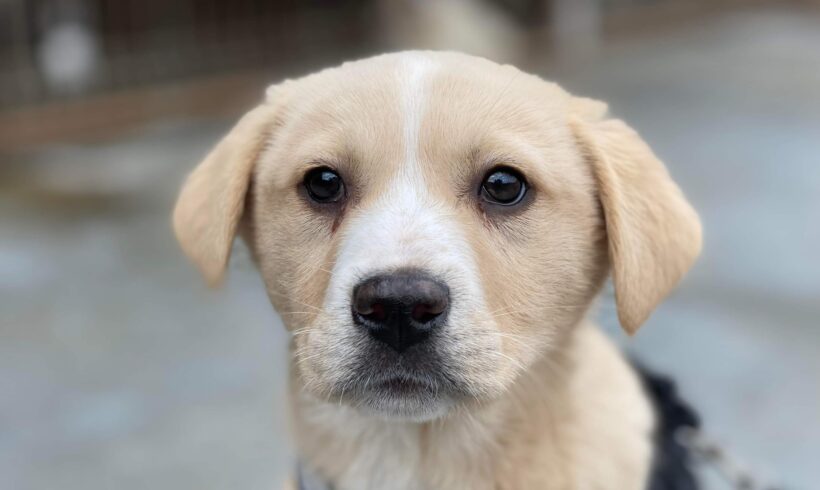 KNÖPFCHEN – ca. 3 Monate