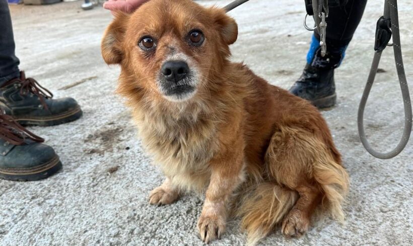 FRIEDO – ca. 6 – 7 Jahre