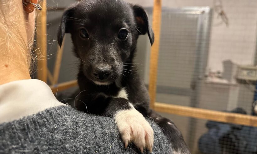 SOLO – ca. 2,5 Monate