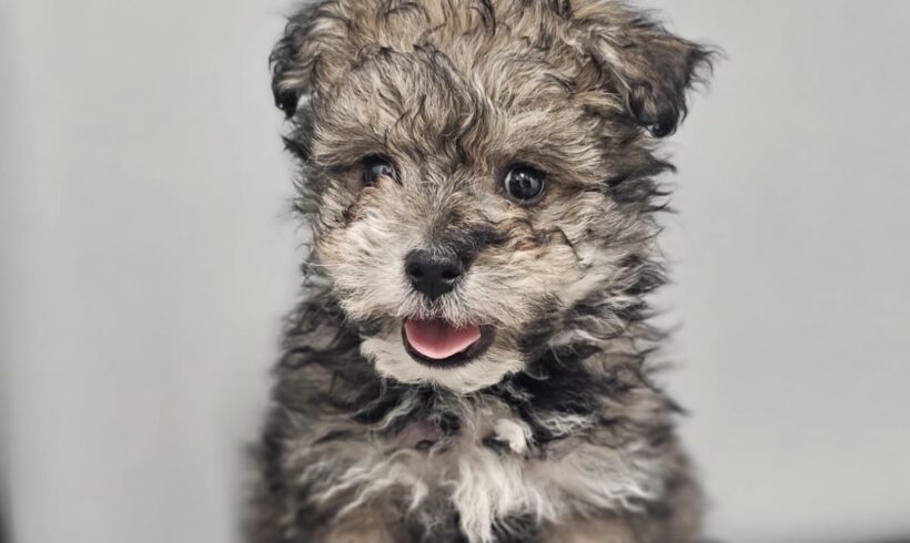 PUK – ca. 3 Monate