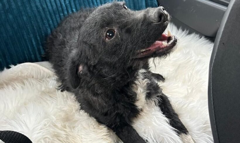 FINCHEN – ca. 2 Jahre