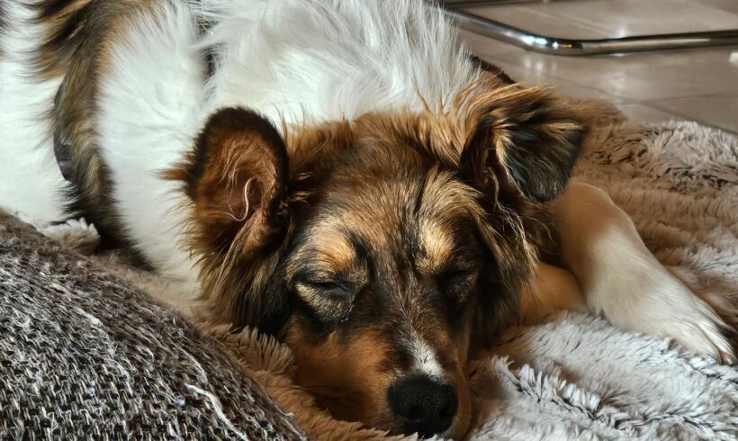 ARTHUR  – ca. 7 Monate