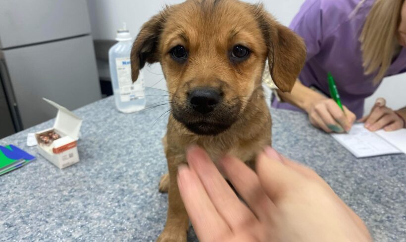 ALLY – ca. 4 Monate –