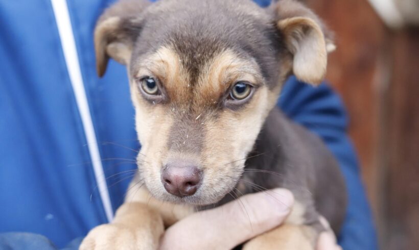 YODA – ca. 3 Monate