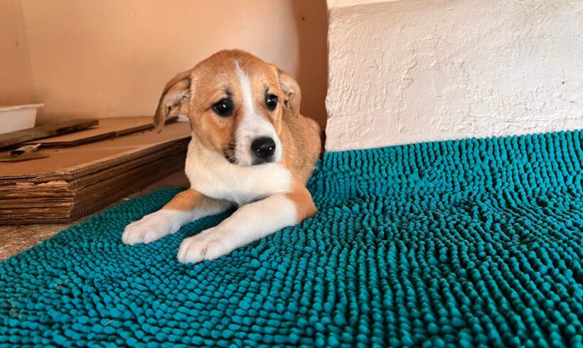 LESLEY – ca. 4 Monate