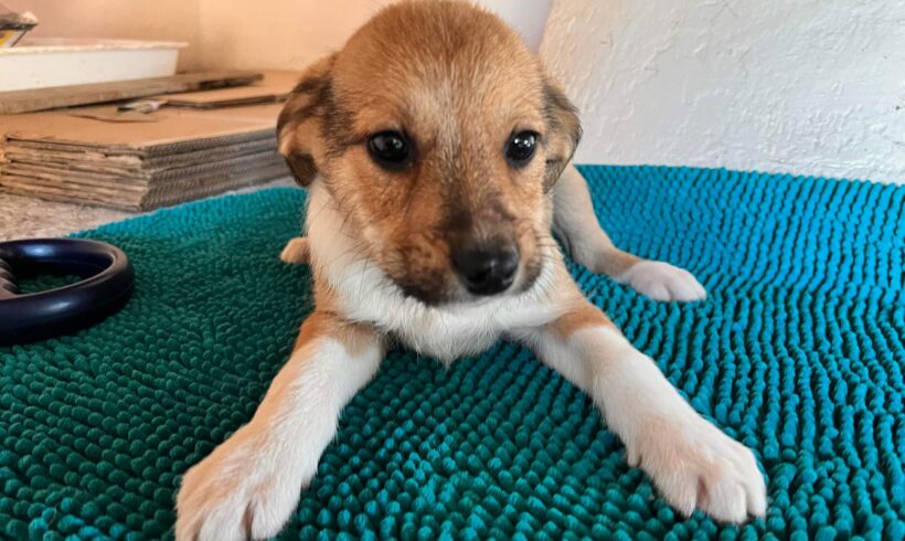 BAFFOE – ca. 4 Monate