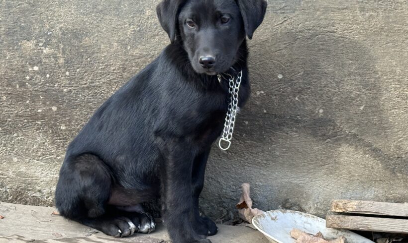 BILBO – ca. 4 Monate