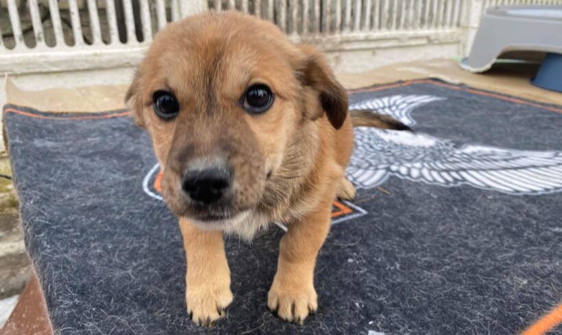 TICO – ca. 4 Monate