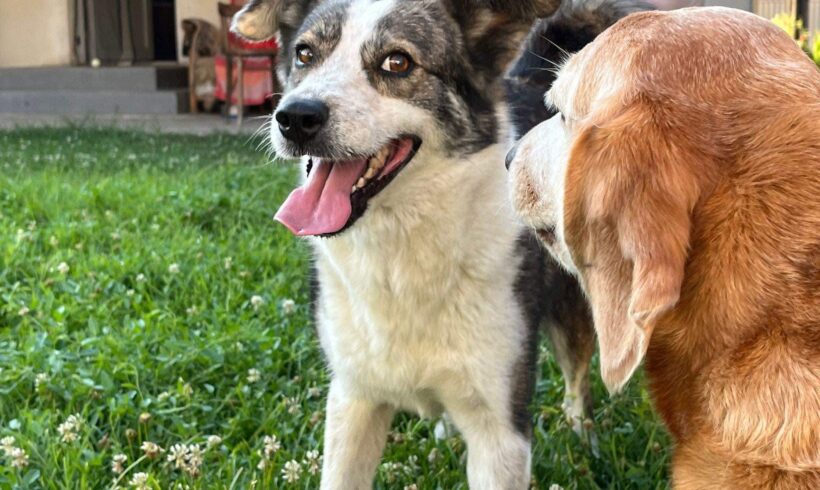 JOKER – ca. 4 Jahre