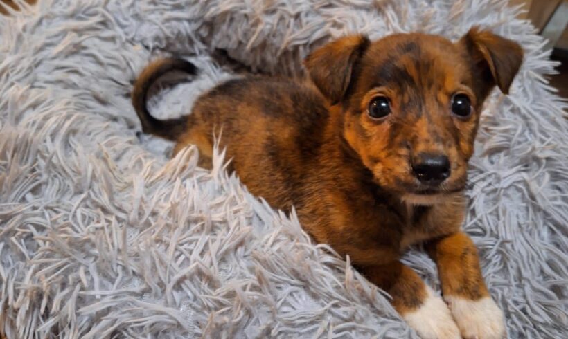 ANEMOI – ca. 2,5 Monate