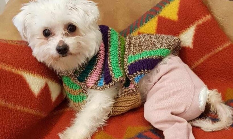 ILKA – ca. 7 – 10 Monate