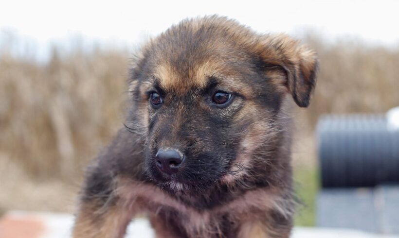 BENNO – ca. 3 Monate