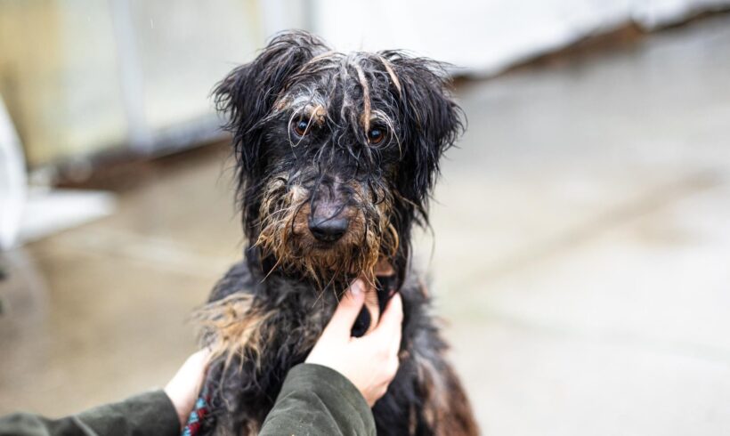 FIGARO – ca. 1 Jahr