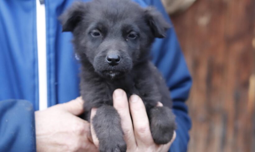 DWALIN – ca. 3 Monate