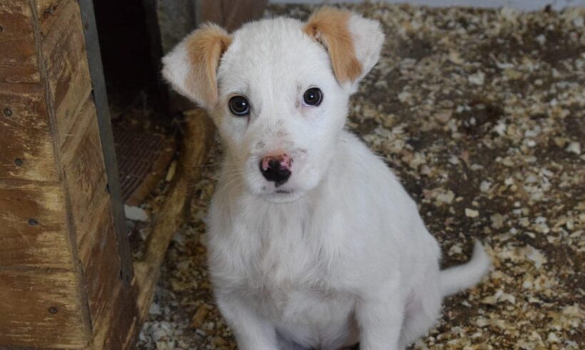 JIMMY – ca. 2 Monate