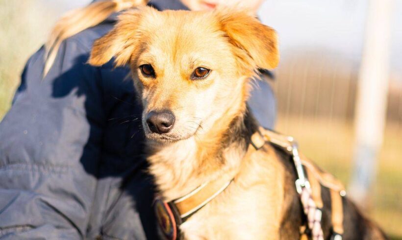 MAYA – ca. 1,5 Jahre