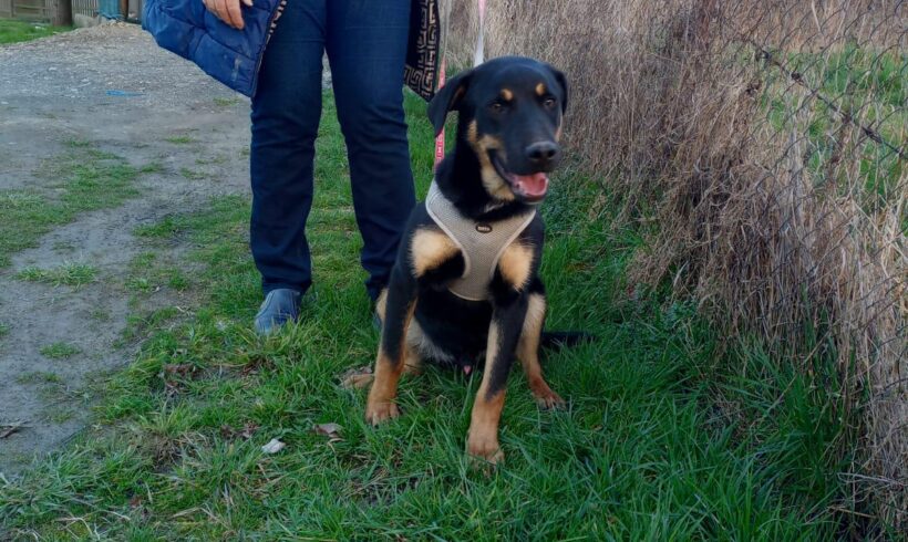 ELVIS – ca. 6,5 Monate