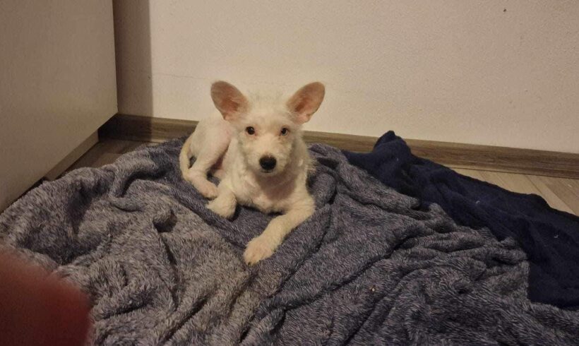 POPCORN – ca. 4 – 5 Monate