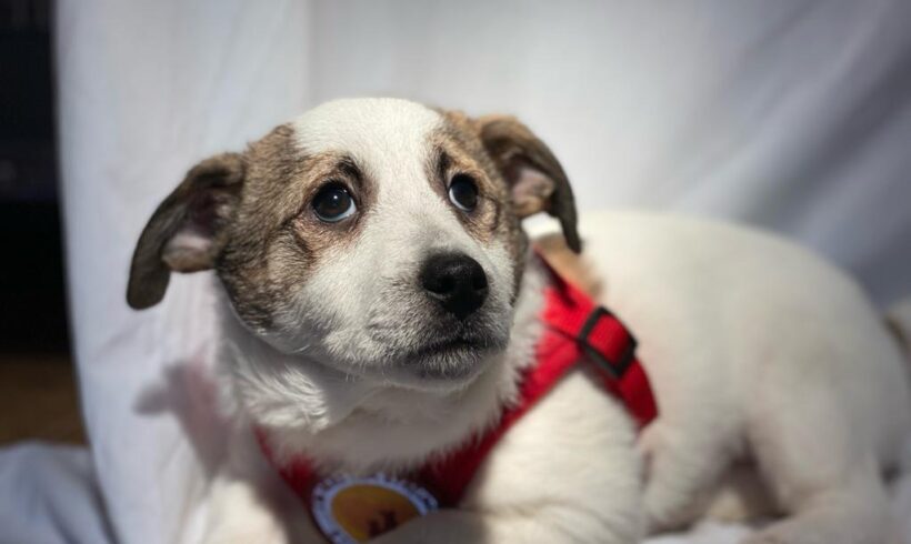 KÖNIG OTTO – ca. 4 Monate