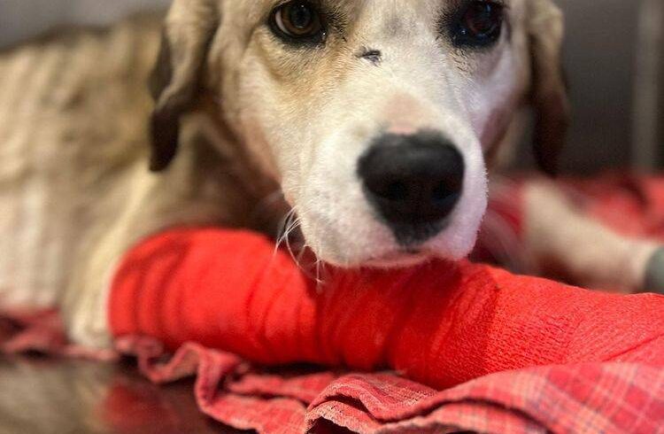 BALBOA – ca. 2,5 Jahre