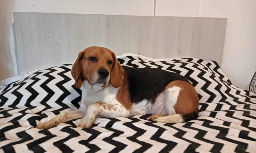 TILMANN – ca. 4 Jahre