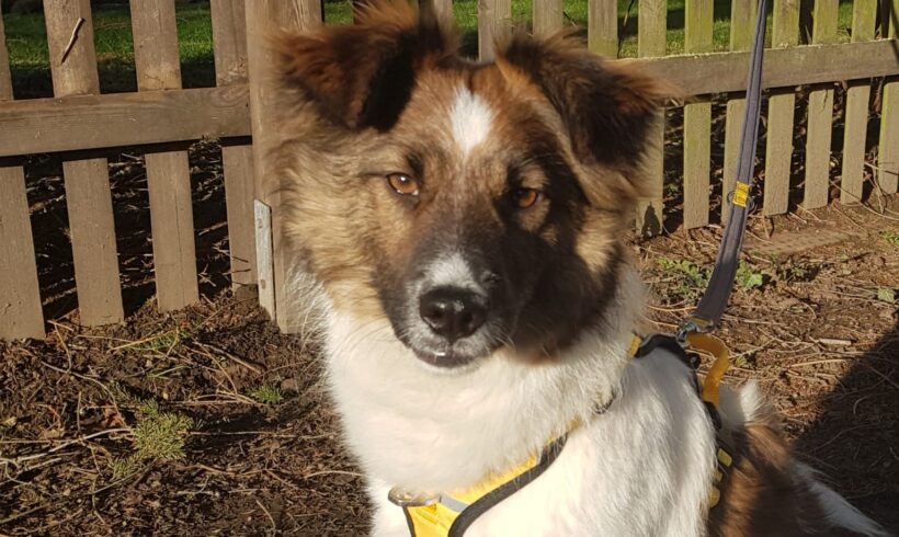 MILLIEN – ca. 2 Jahre