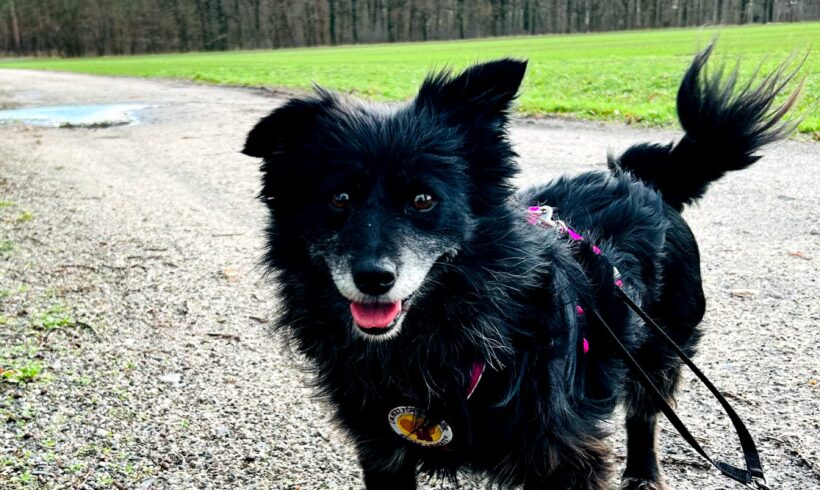 ROSI – ca. 9 Jahre