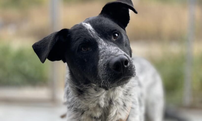 SHERLOCK – ca. 2,5 Jahre