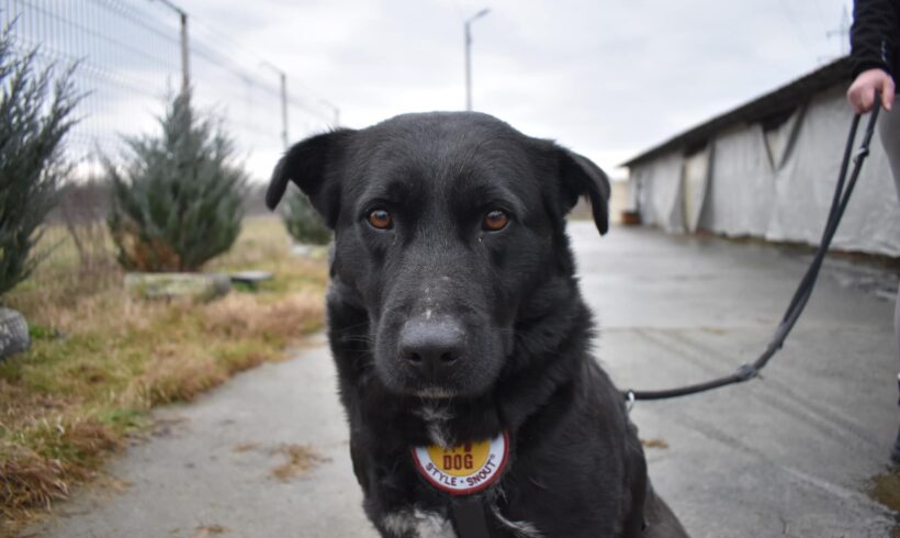 ZHARA – ca. 4 Jahre