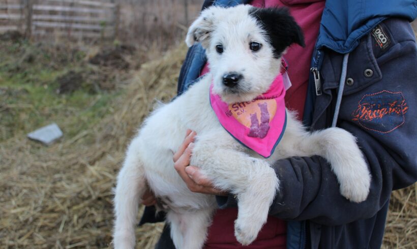 MISSY – ca. 3 Monate