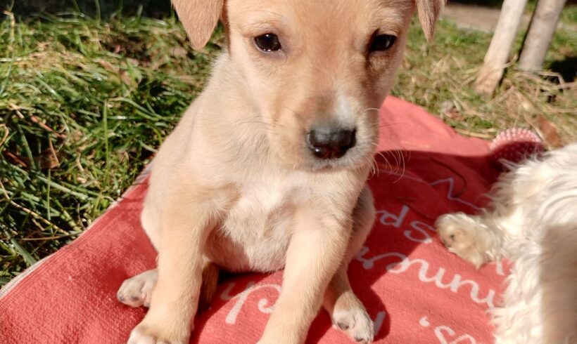 PINA – ca. 3 Monate