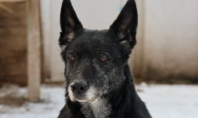 YARA – ca. 10 Jahre