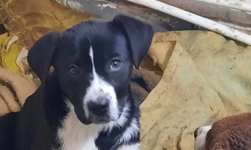 ANKA – ca. 3 Monate