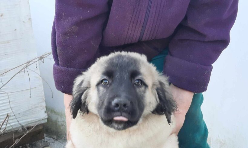 SIRIUS – ca. 3 Monate