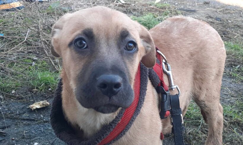 ZOEY – ca. 3 Monate