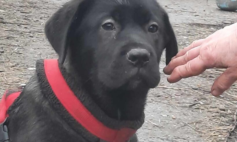 FABRICE – ca. 3 Monate