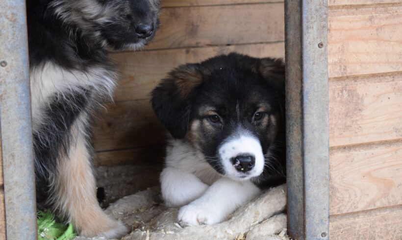 SALALI – ca. 5 Monate