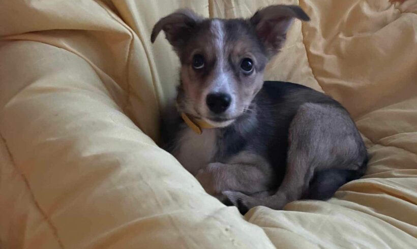 PATTY – ca. 3 – 4 Monate