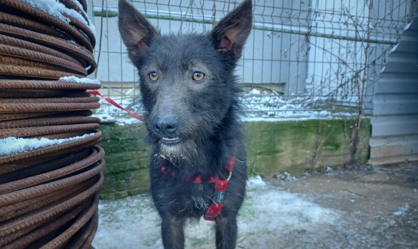 TRINE – ca. 1,5 Jahre