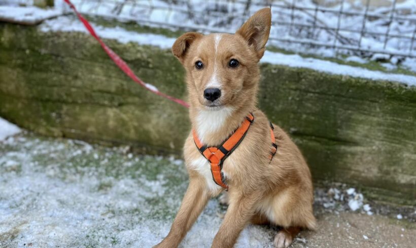 FEE – ca. 4 Monate