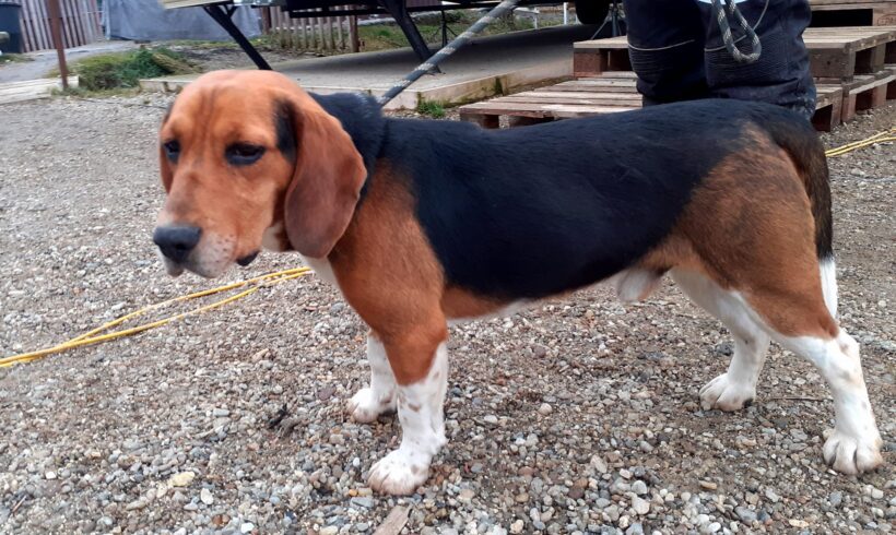 CAPPER – ca. 3 Jahre